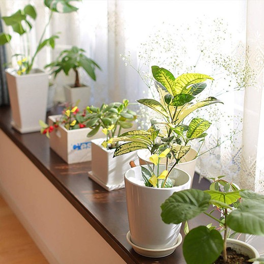 safe pest control for home safe pest control for home