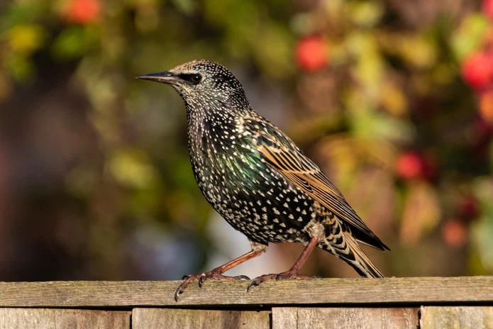 juvenile-starling-45903801280 juvenile-starling-45903801280
