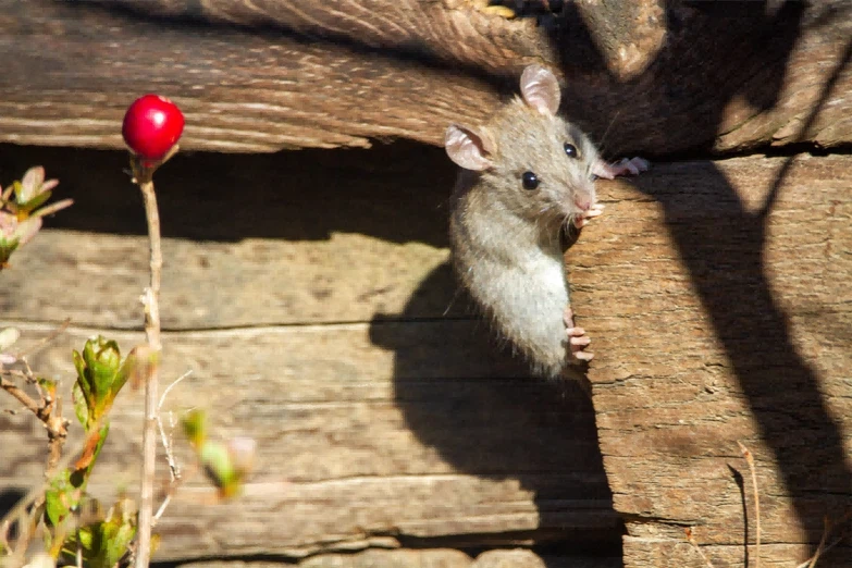 how-to-get-rid-of-mice-and-rats how-to-get-rid-of-mice-and-rats