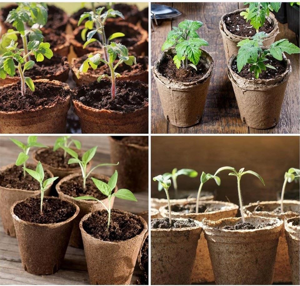 Round Planting Paper Pots 6CM*24PCS